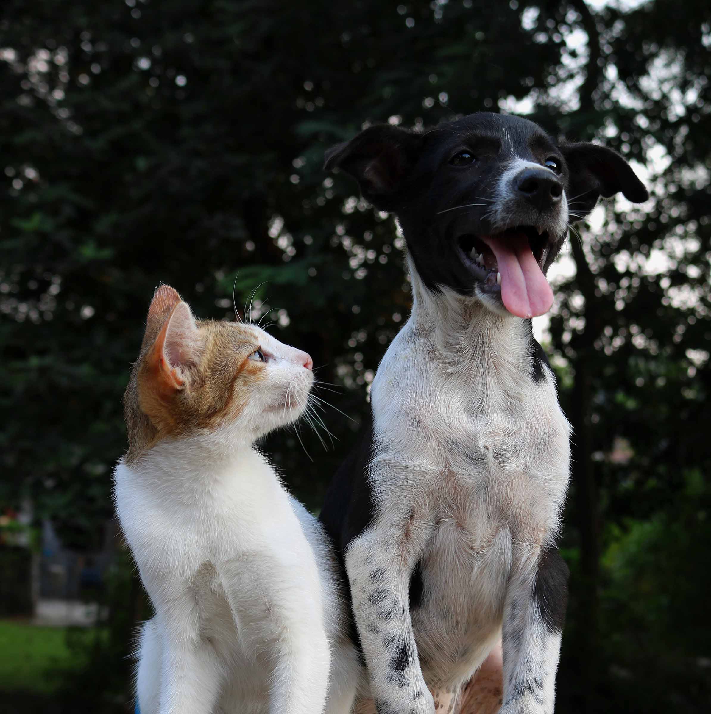 COVID-19 et son impact sur nos animaux de compagnie: les chats et les chiens
