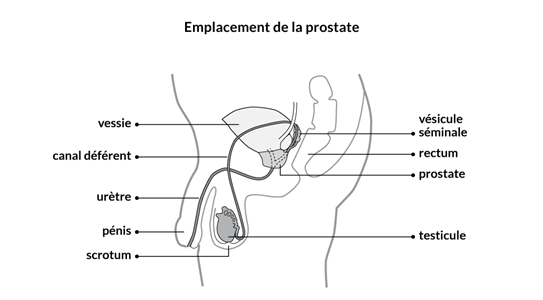 postion de la prostate chez l'homme